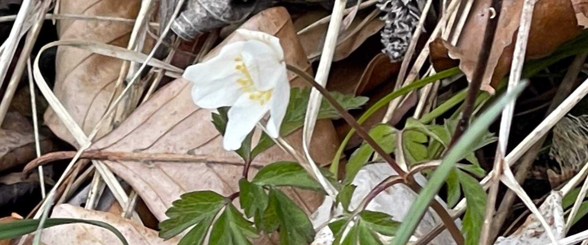 Blümchen vom Gletscher Aktiv Hotel in Hintertux Tux am Hintertuxer Gletscher