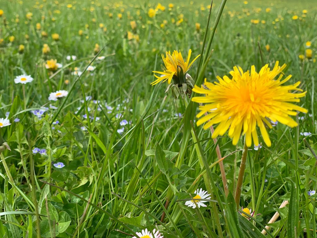 Frühlingsblumen in Hintertux . by Kössler . Hotel Hintertux Tux