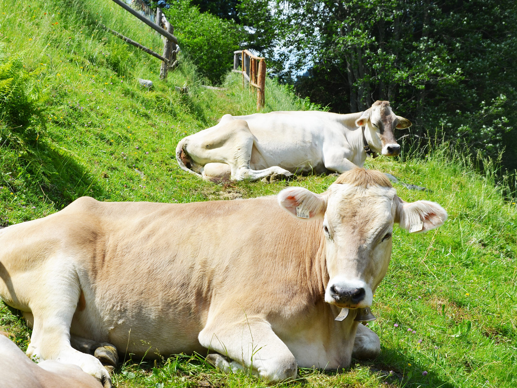 Kühe beim Gletscher Aktiv Hotel in Hintertux Tux am Hintertuxer Gletscher