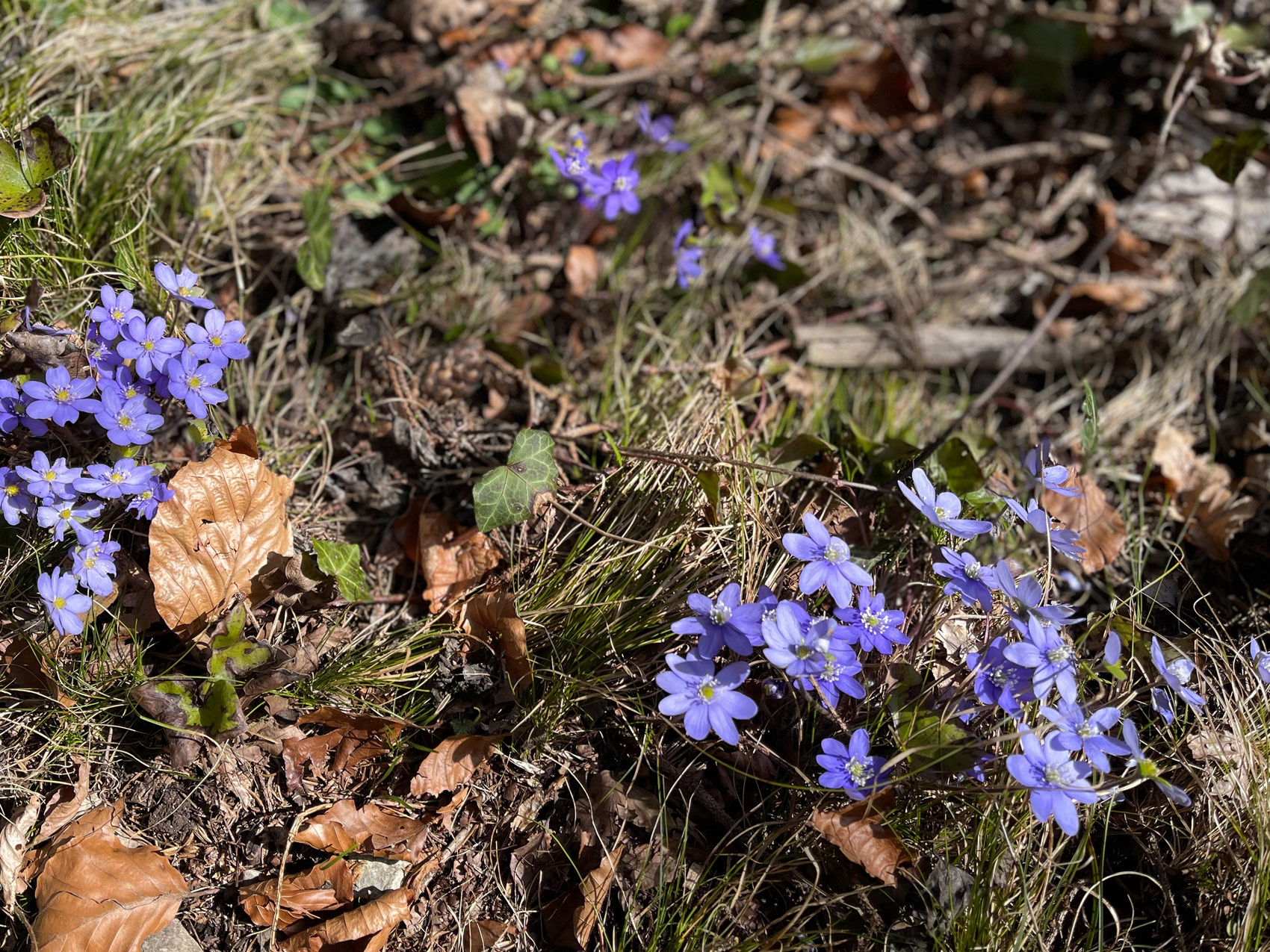 Frühlingsblumen beim Gletscher Aktiv Hotel Kössler in Hintertux Tux im Zillertal. Leberblümchen auf der Wanderung.